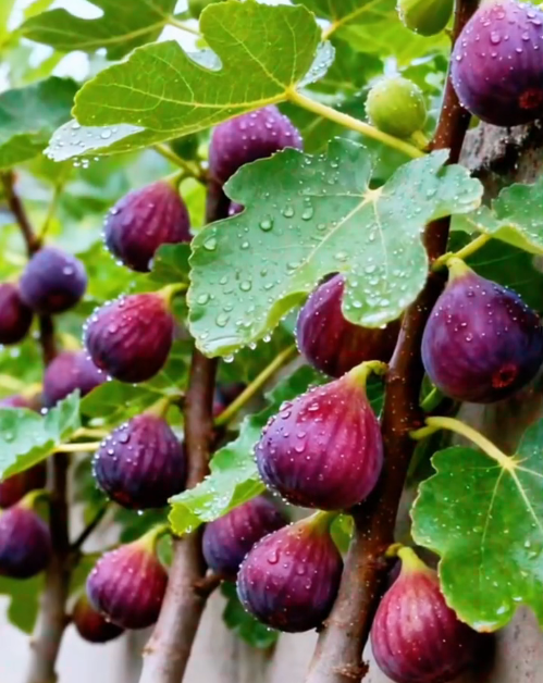 🍑Szuperóriás fügefa növények - Minden falatban egy őszibarack édessége! 🌟