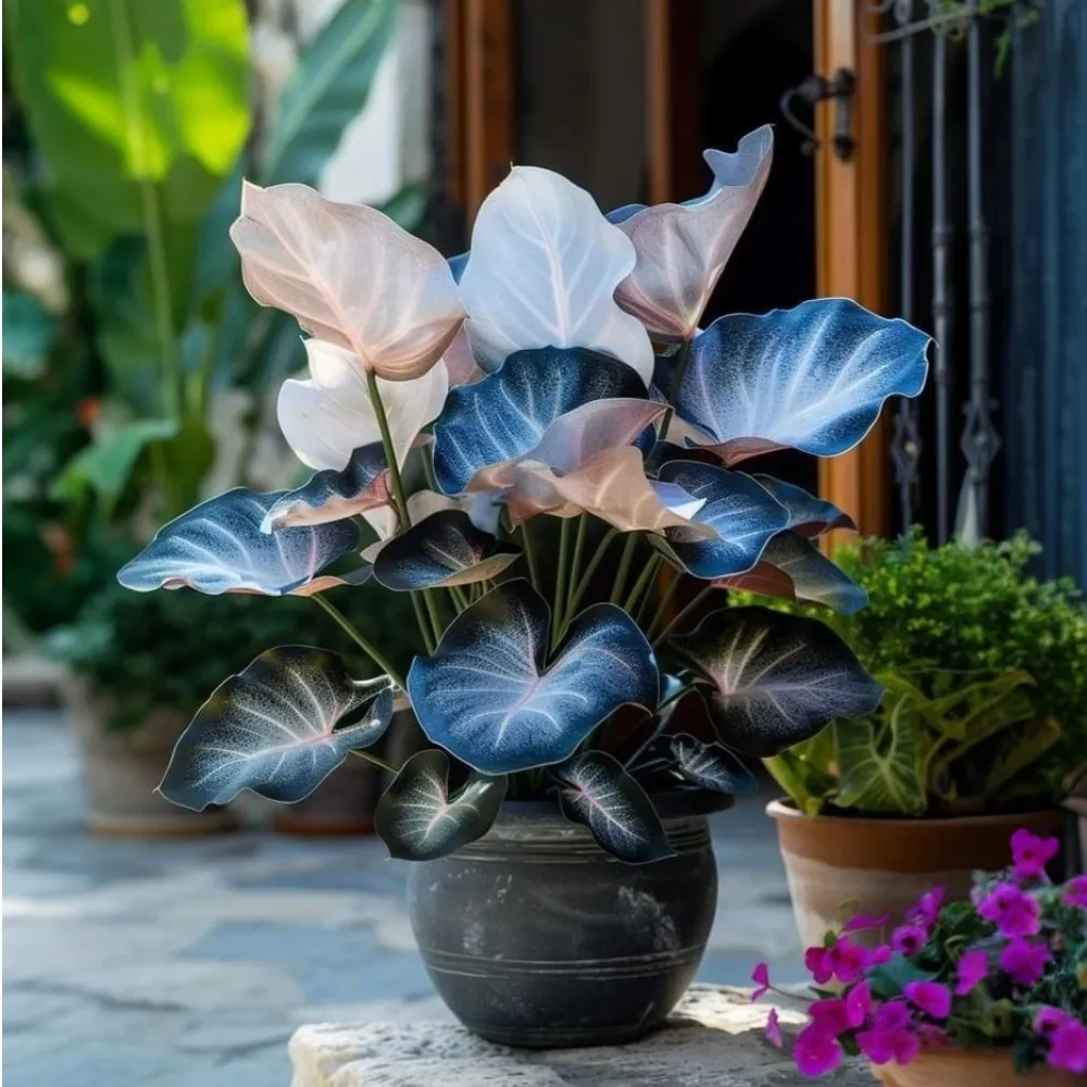 Ritka, óriási, magas hosta hagymák – toronymagas elegancia és árnyéktűrő szépség