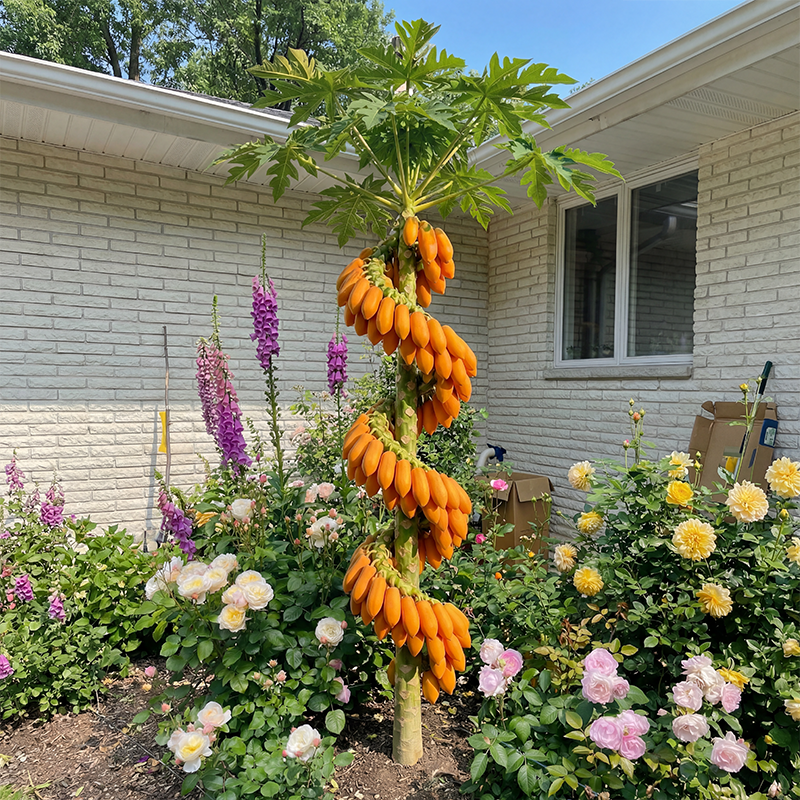 🥭 Ritka Sárkánykarom Papaya – Tápláld a tested, támogasd a mindennapi jóllétedet
