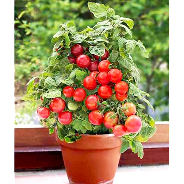 🍅🍅Nasiona pomidorów karłowych w doniczkach
