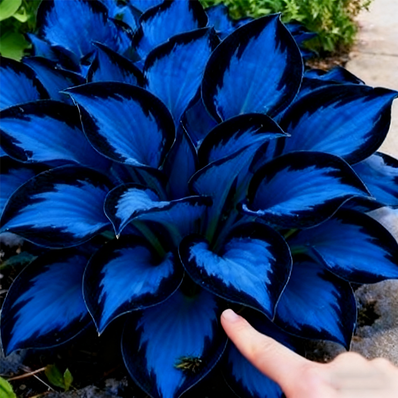 🌌💜 Limitált kiadású Purple Heart hosta – mély, fejedelmi lombozat, csak nálunk!✨🌿