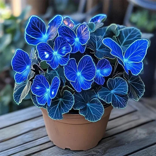 💥 Új begóniák 🦋 Pillangóbegónia magok 🌱 Bonsai, amilyet még soha nem láttál