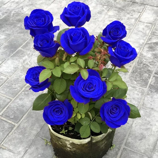 💙KÉK VARÁZSLÓ RÓZSA MAGOK✨