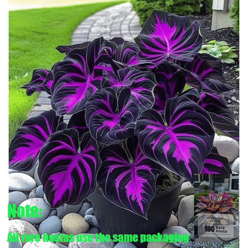 🌿 Ritka Hosta hagymák🎁 Különleges ajánlat 2025
