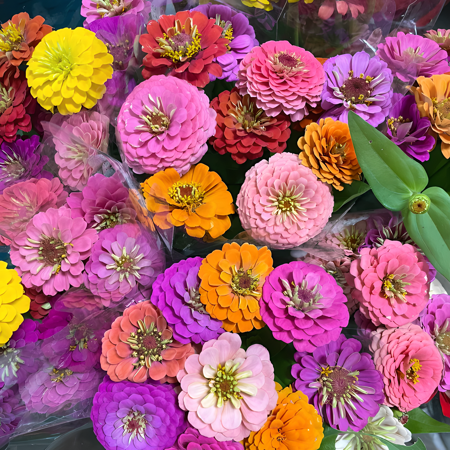 🌺Dupla cinnia magok vegyes színekben