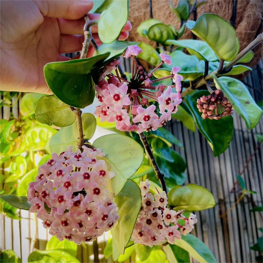 ✨Hoya hagymák – Csillagok hullanak az égből✨