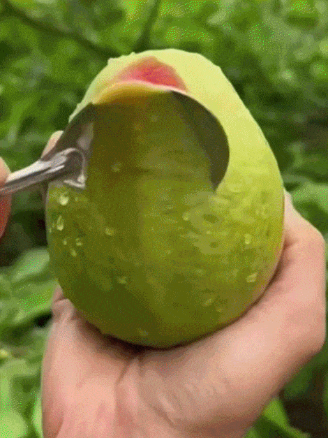 [C-vitamin bomba] Bio vörös guava palánták