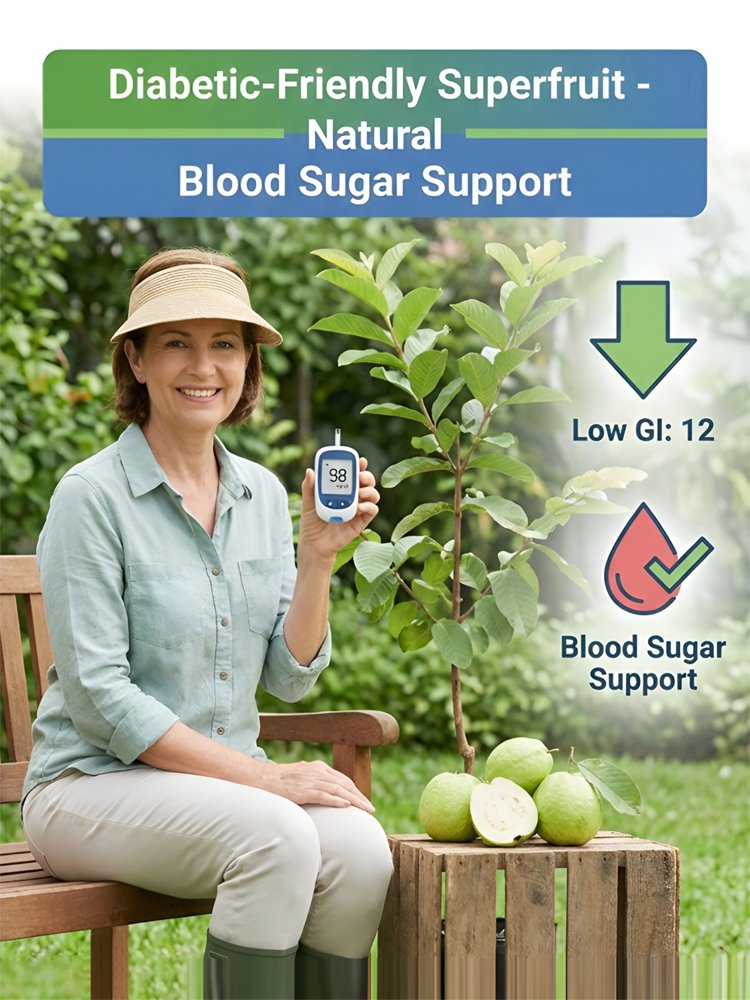 [C-vitamin bomba] Bio vörös guava palánták
