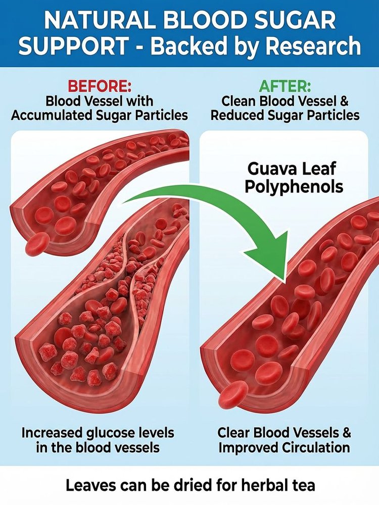 [C-vitamin bomba] Bio vörös guava palánták