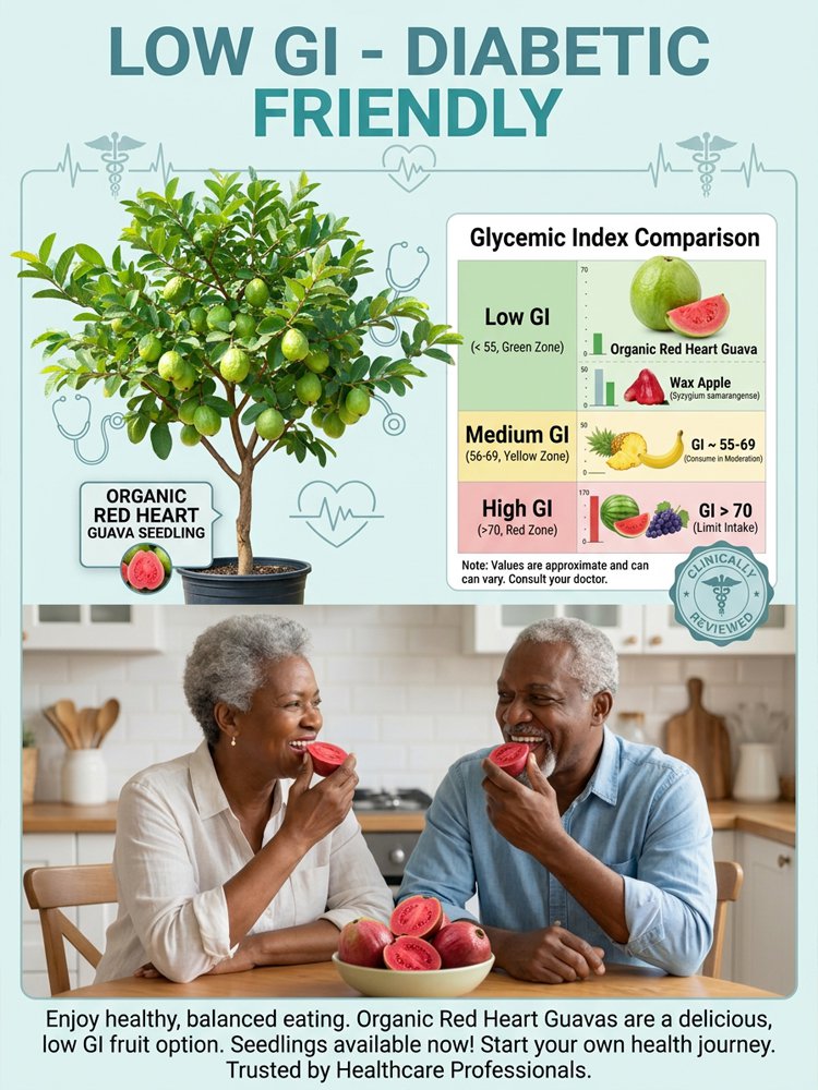 [C-vitamin bomba] Bio vörös guava palánták