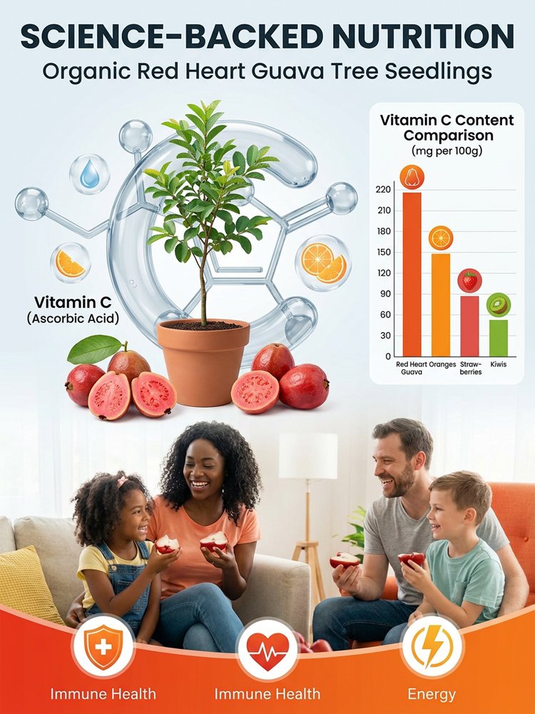 [C-vitamin bomba] Bio vörös guava palánták