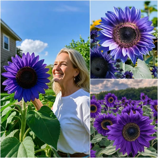 💜Ritka napraforgónövény-kert - Óriáslila napraforgómagok