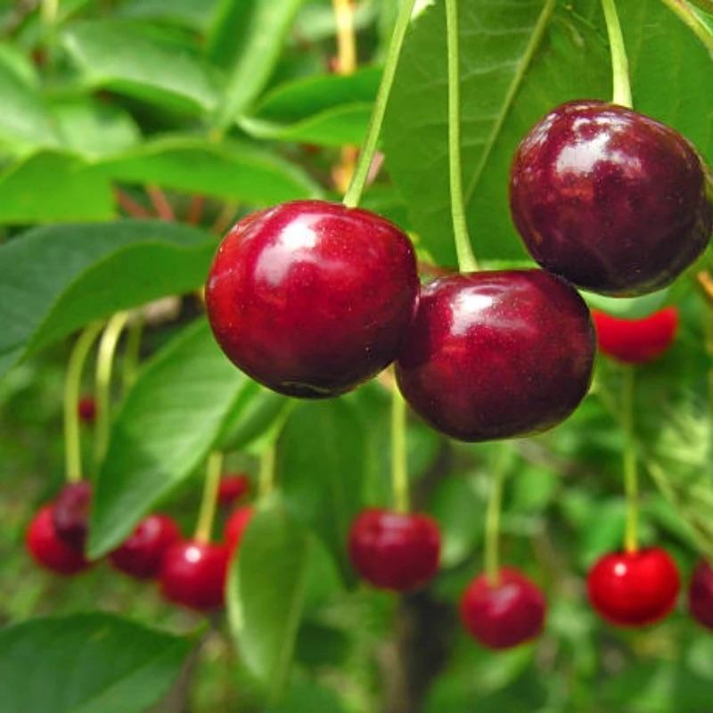 🏆TÖBB MINT 75 000 ELADOTT!🌳Cseresznyemagok - Finom, friss cseresznye vár a szüretre!