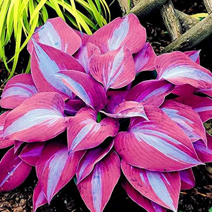 🍃Ritka többszínű hosta magok