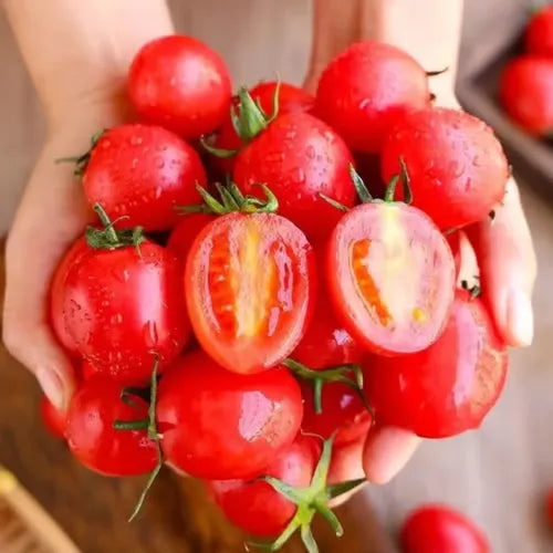 🍅🍅Nasiona pomidorów karłowych w doniczkach