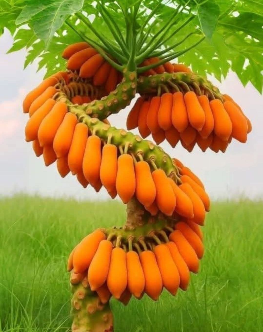 🥭 Ritka Sárkánykarom Papaya – Tápláld a tested, támogasd a mindennapi jóllétedet