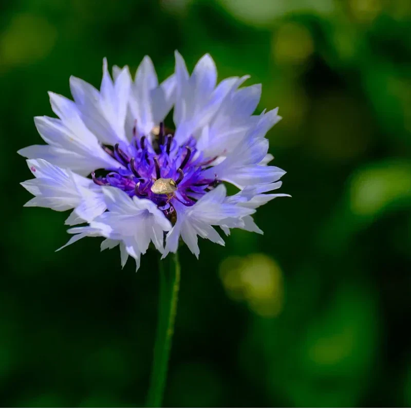 🌼 Egész évben virágzó búzavirágmagok - egy igazi növény 🏡✨